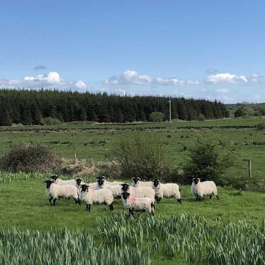 Thistledown - Ballina - Crossmolina - County Mayo - Sleeps 8 - Sister Property To Inglewood Esterno foto